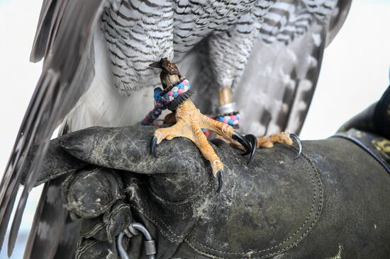 Kremlin's falcon service