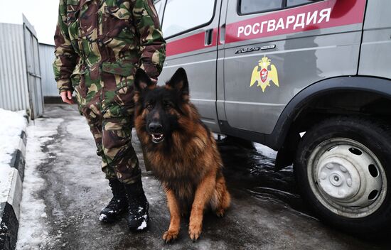 Training of service dogs at specialized center