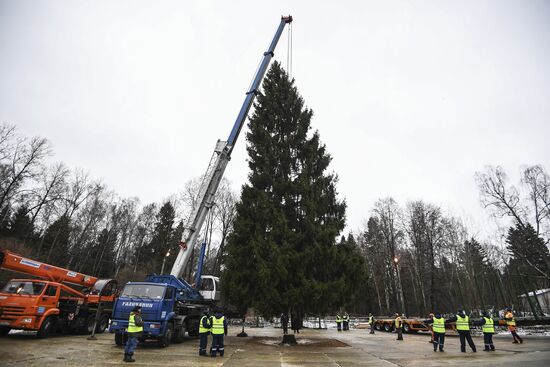 Cutting of Russia's main Christmas Tree