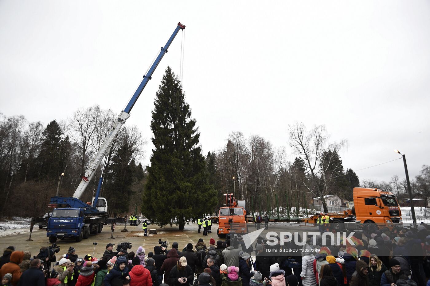 Cutting of Russia's main Christmas Tree