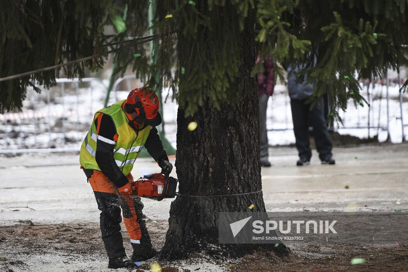 Cutting of Russia's main Christmas Tree