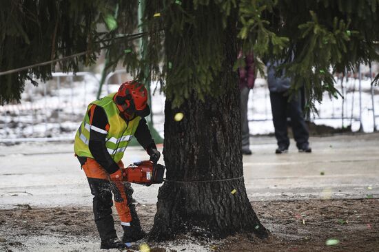 Cutting of Russia's main Christmas Tree