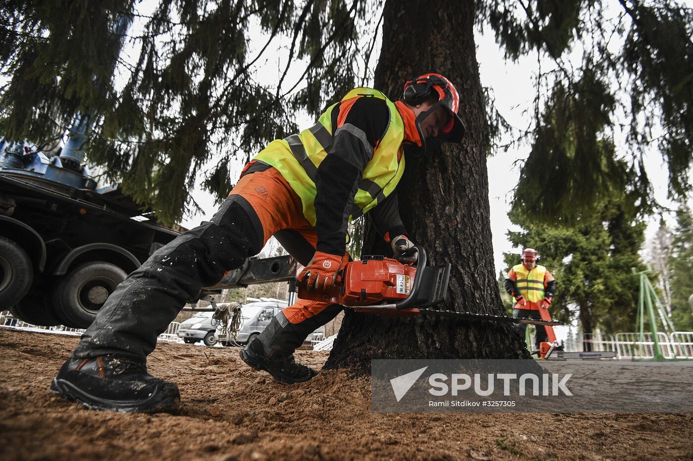 Cutting of Russia's main Christmas Tree