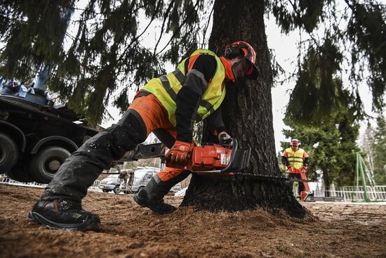 Cutting of Russia's main Christmas Tree