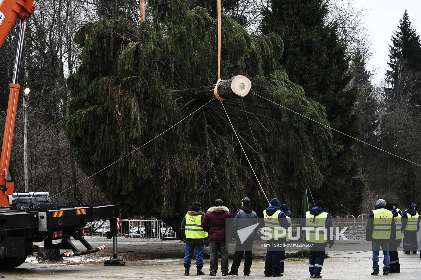 Cutting of Russia's main Christmas Tree