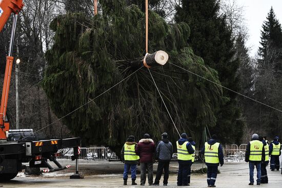 Cutting of Russia's main Christmas Tree