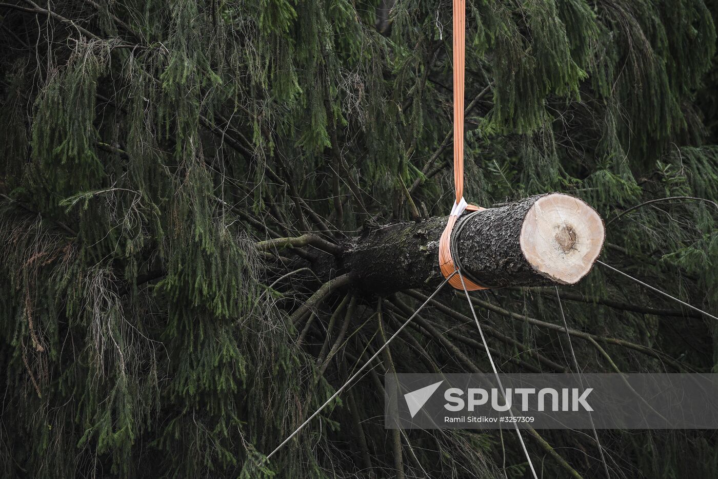 Cutting of Russia's main Christmas Tree