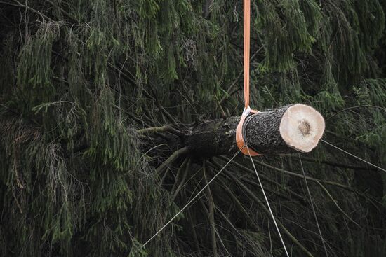 Cutting of Russia's main Christmas Tree