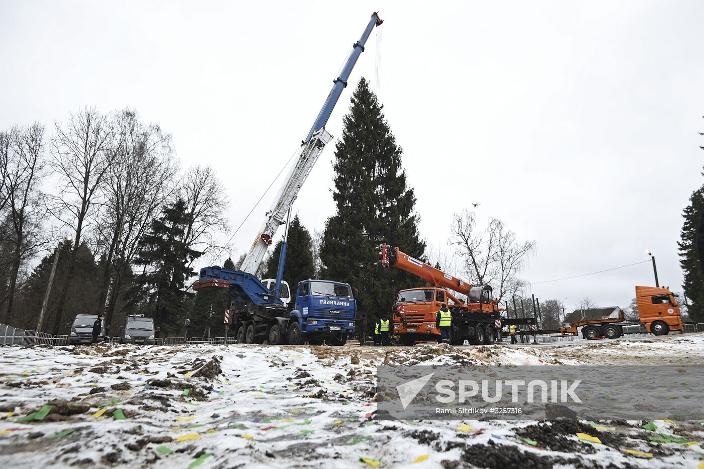 Cutting of Russia's main Christmas Tree