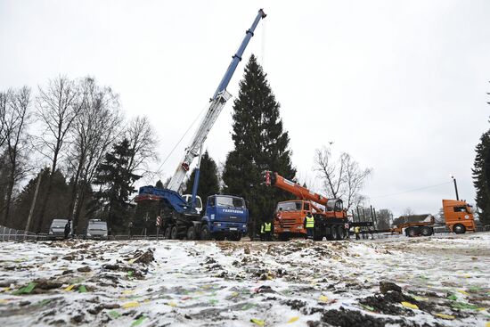 Cutting of Russia's main Christmas Tree