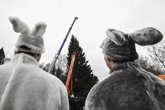 Cutting of Russia's main Christmas Tree