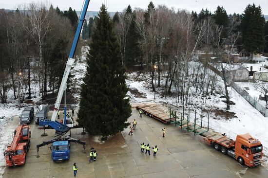 Cutting of Russia's main Christmas Tree