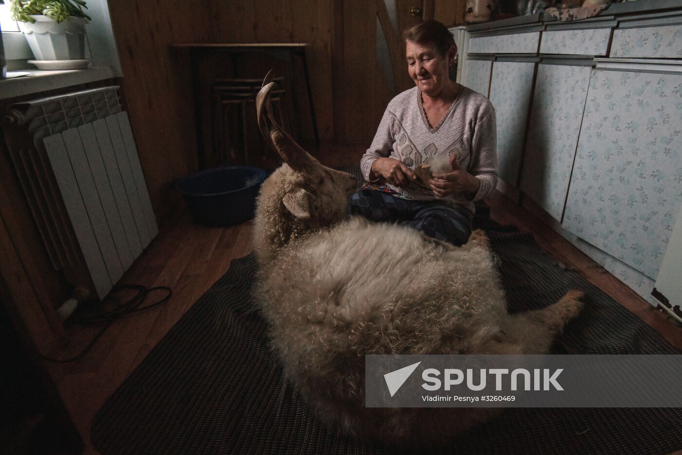 Combing an Orenburg goat