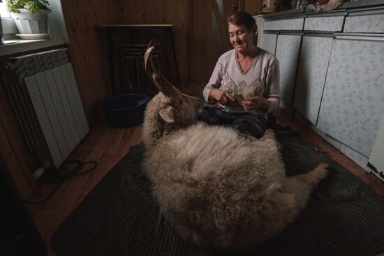 Combing an Orenburg goat