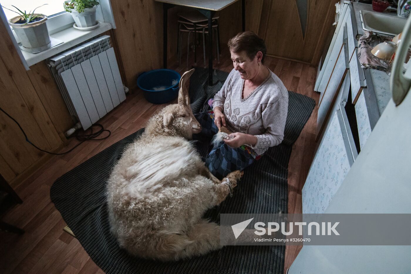 Combing an Orenburg goat