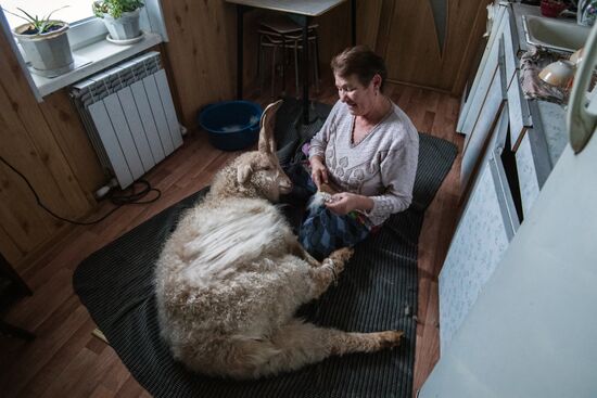 Combing an Orenburg goat