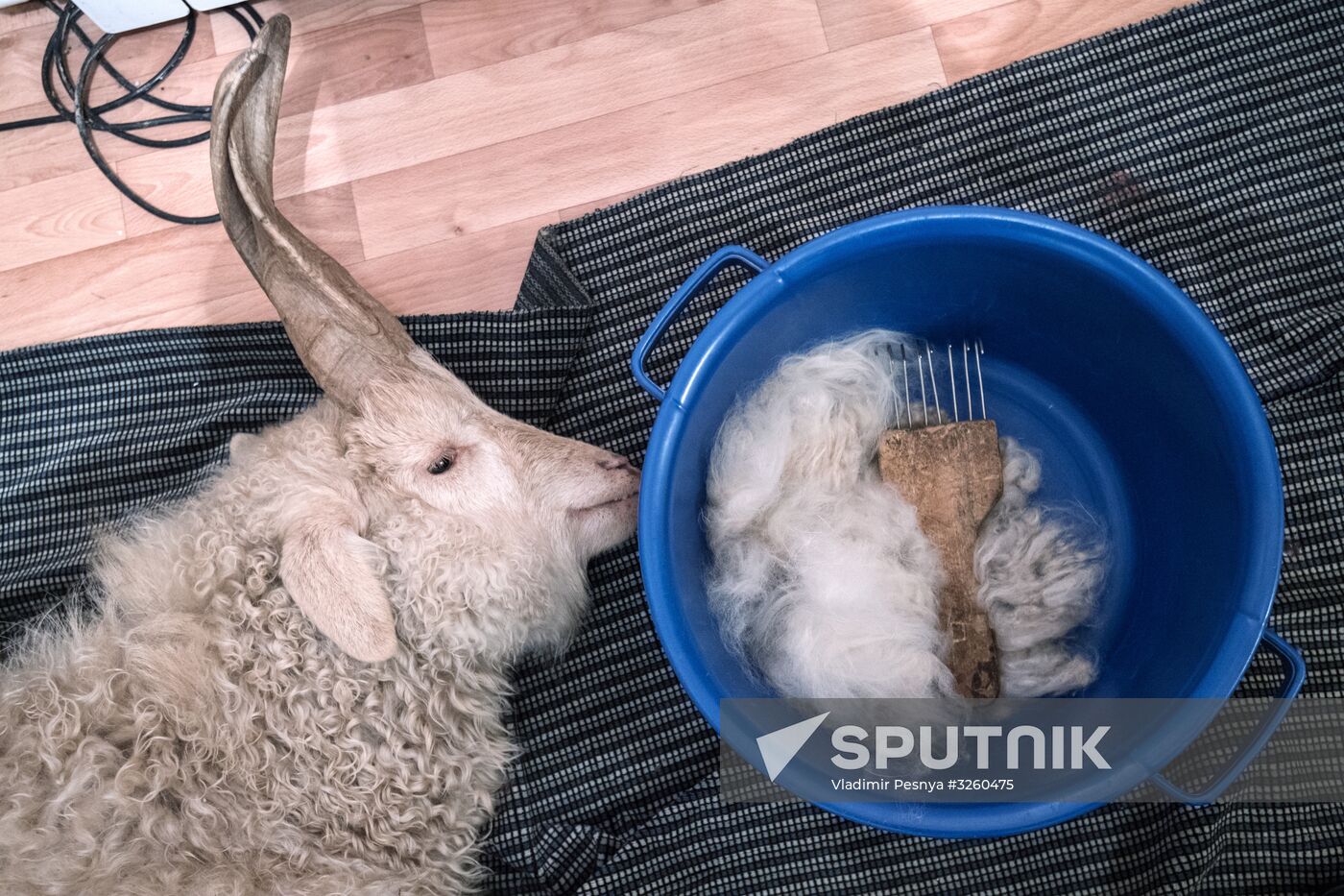 Combing an Orenburg goat