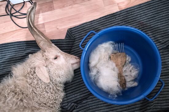 Combing an Orenburg goat