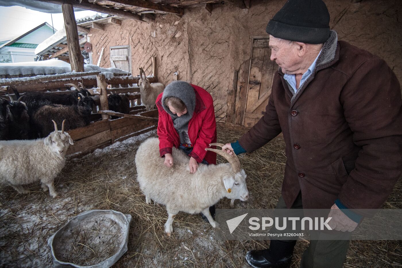 Combing an Orenburg goat