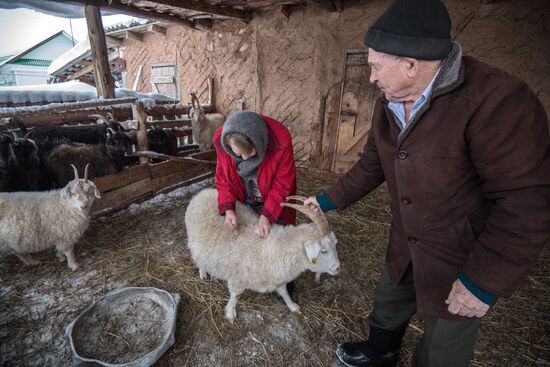 Combing an Orenburg goat