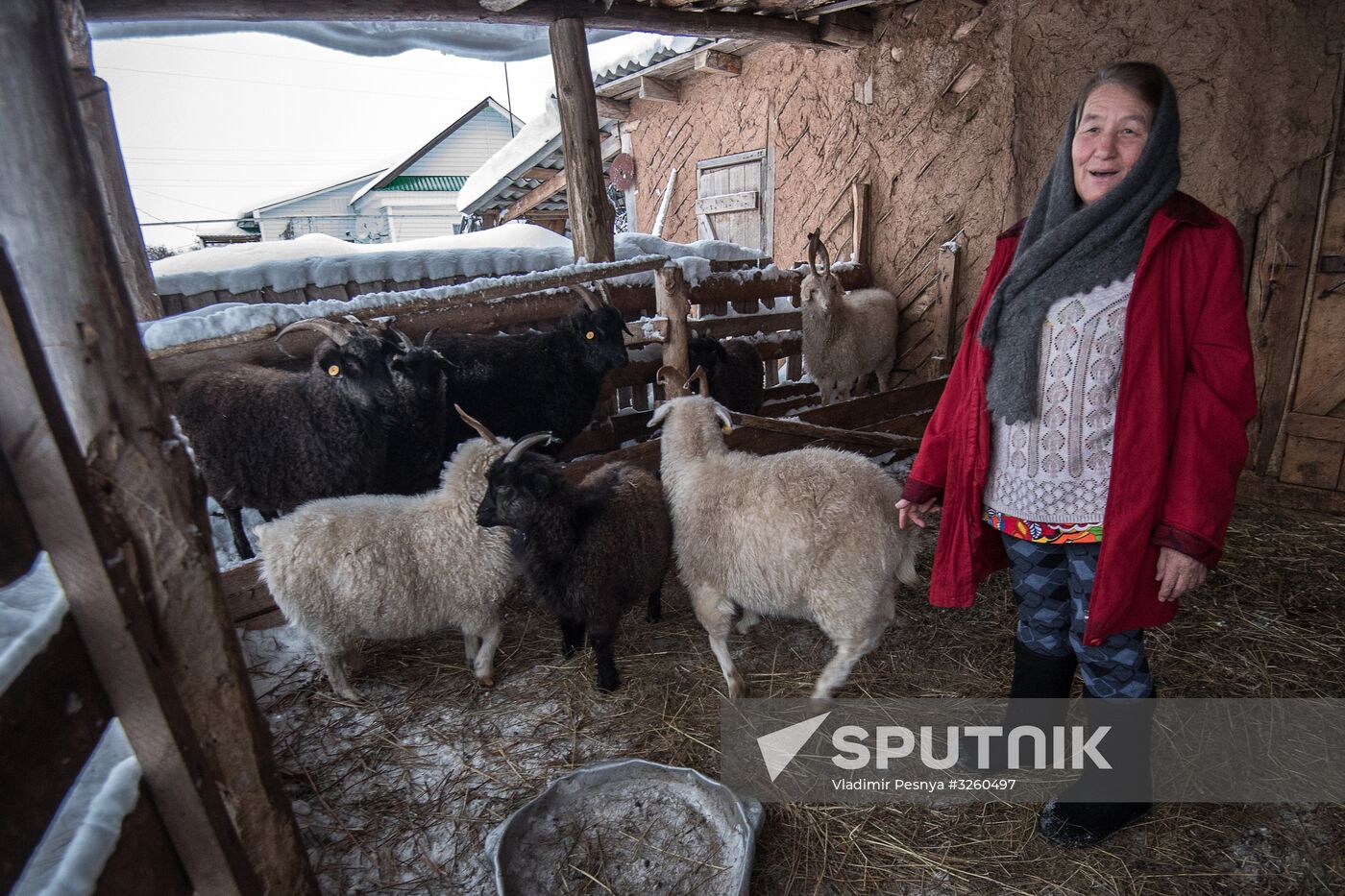 Combing an Orenburg goat