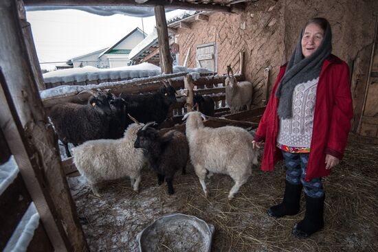 Combing an Orenburg goat