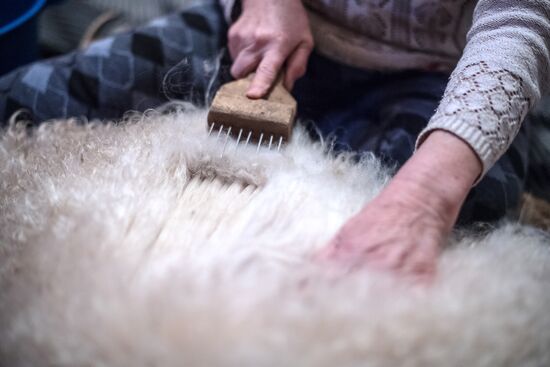 Combing an Orenburg goat