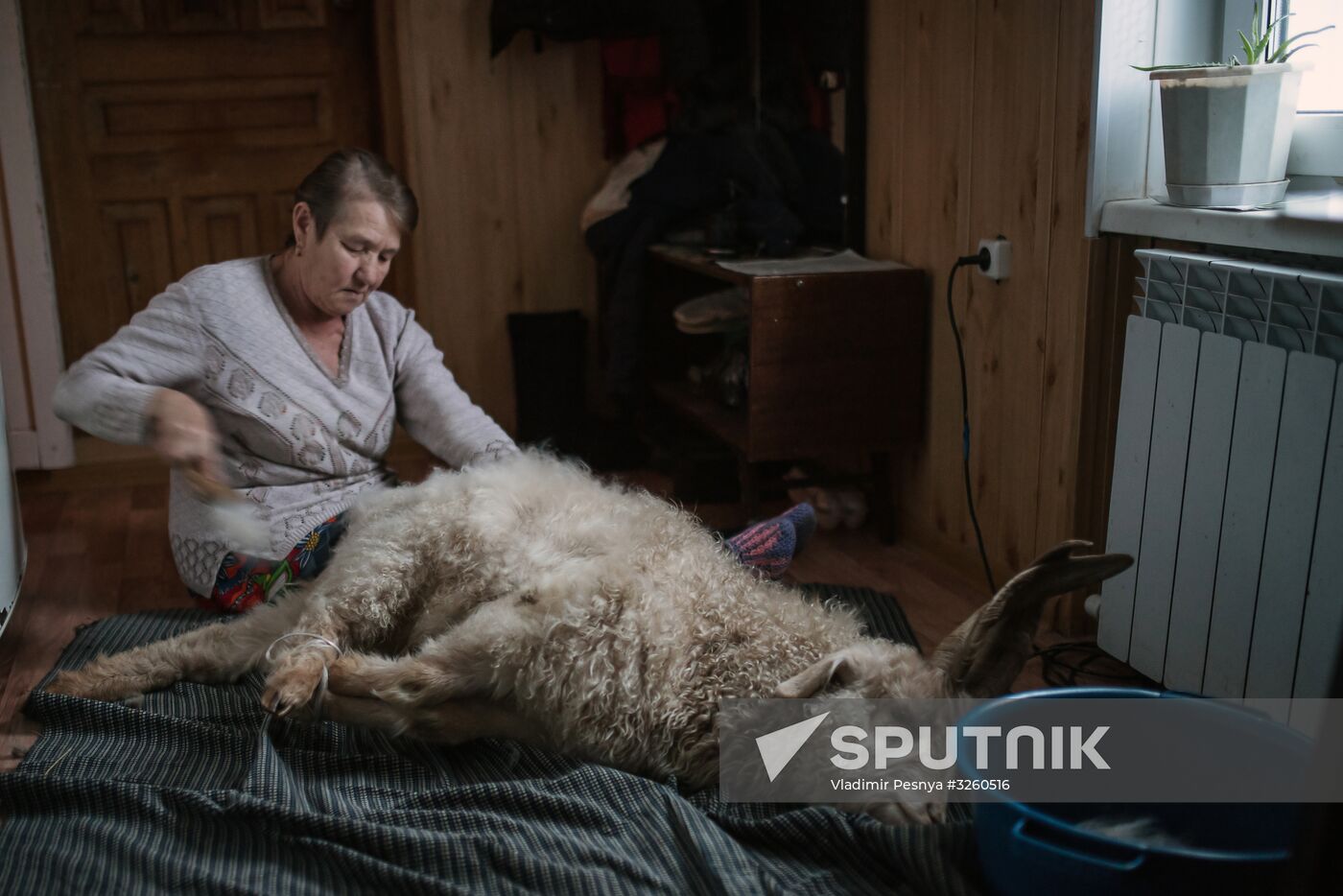 Combing an Orenburg goat
