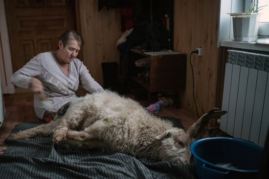 Combing an Orenburg goat
