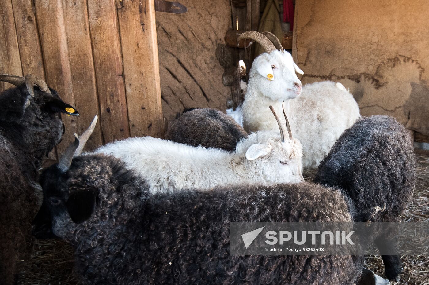 Orenburg goats