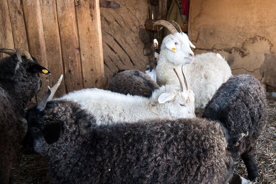 Orenburg goats