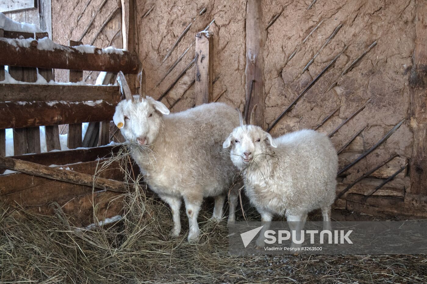 Orenburg goats