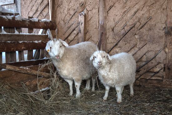 Orenburg goats