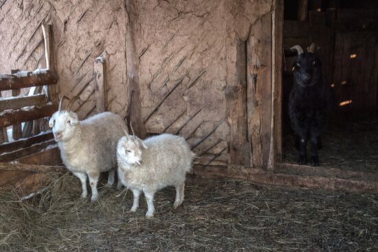 Orenburg goats