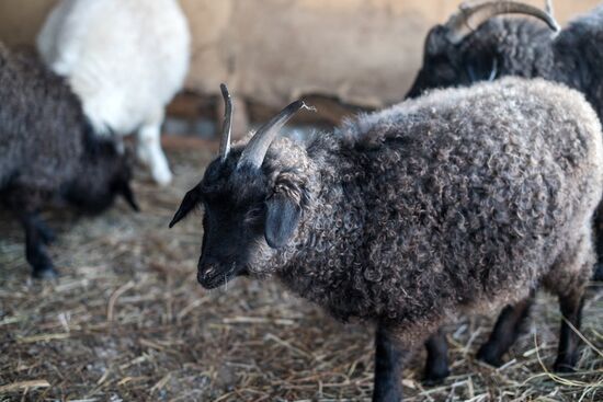 Orenburg goats