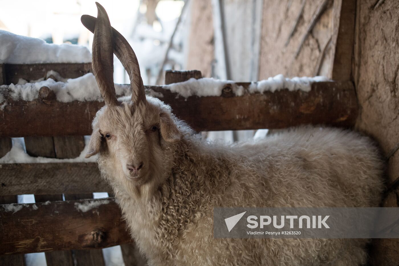 Orenburg goats