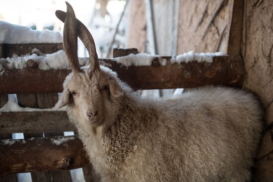Orenburg goats