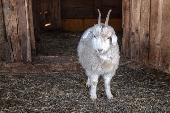 Orenburg goats