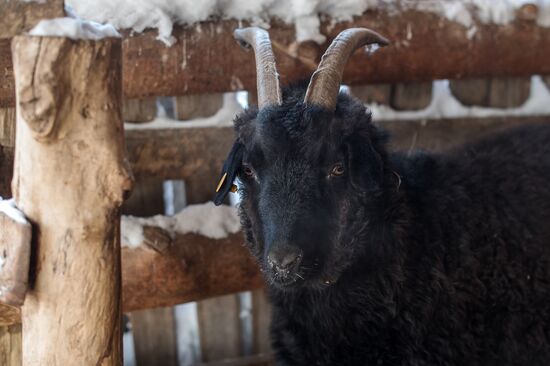 Orenburg goats