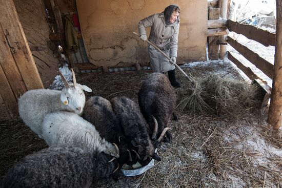 Orenburg goats