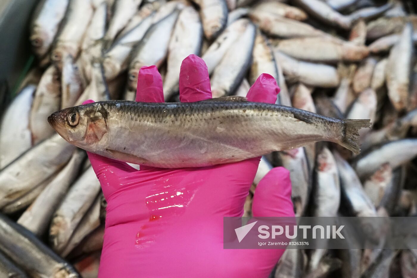 Portovy fish store opens at Kaliningrad Sea Port