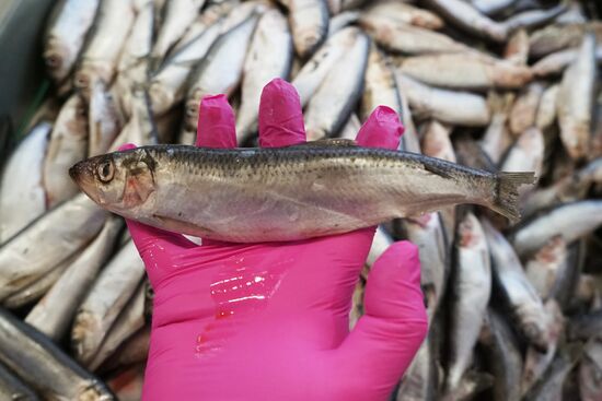 Portovy fish store opens at Kaliningrad Sea Port