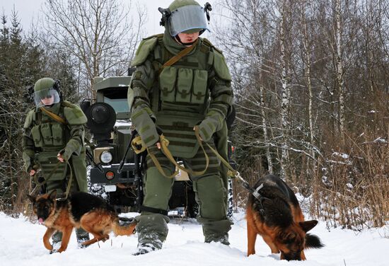 Mine clearing canine service training