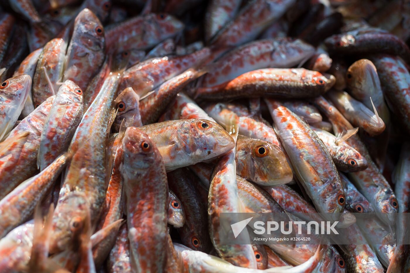Inshore fishing in Sevastopol