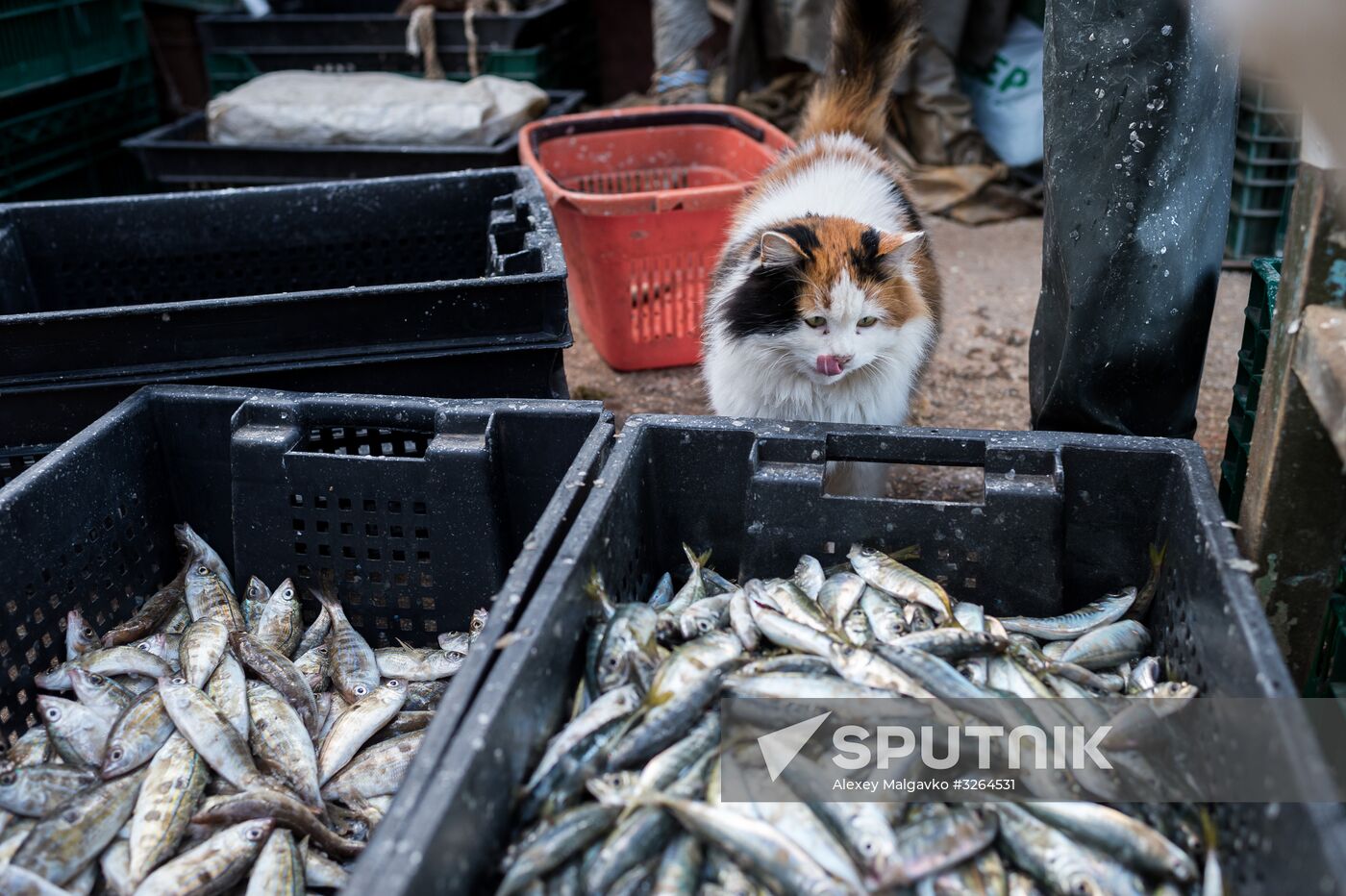 Inshore fishing in Sevastopol