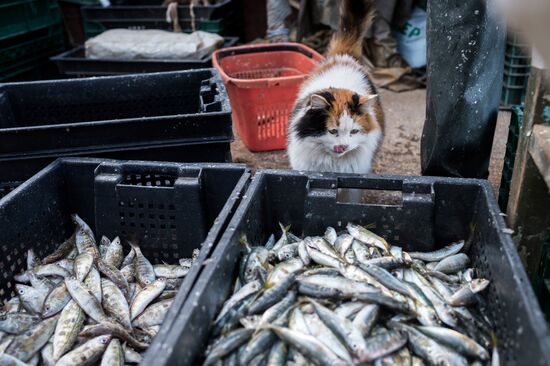 Inshore fishing in Sevastopol