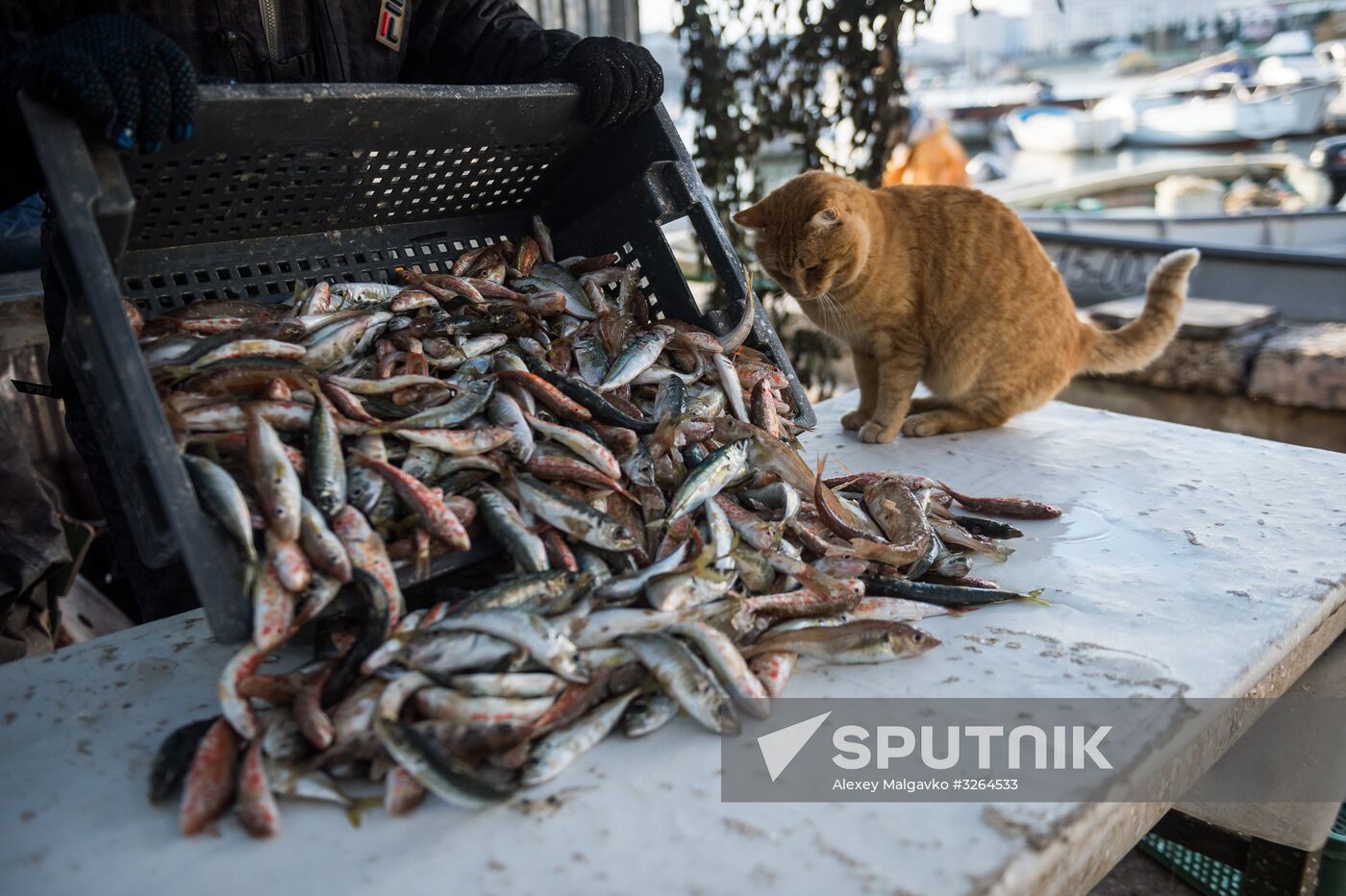 Inshore fisheries in Sevastopol