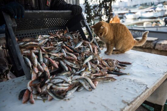 Inshore fisheries in Sevastopol