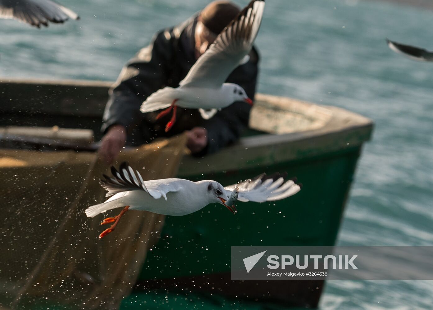 Inshore fisheries in Sevastopol
