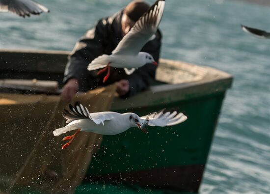 Inshore fisheries in Sevastopol